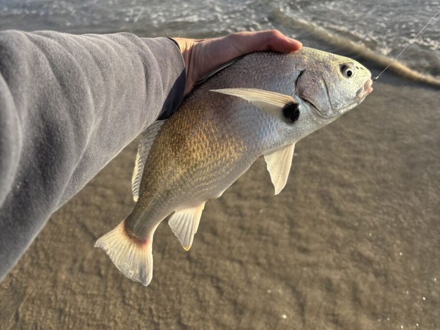spotfin croaker surf fishing