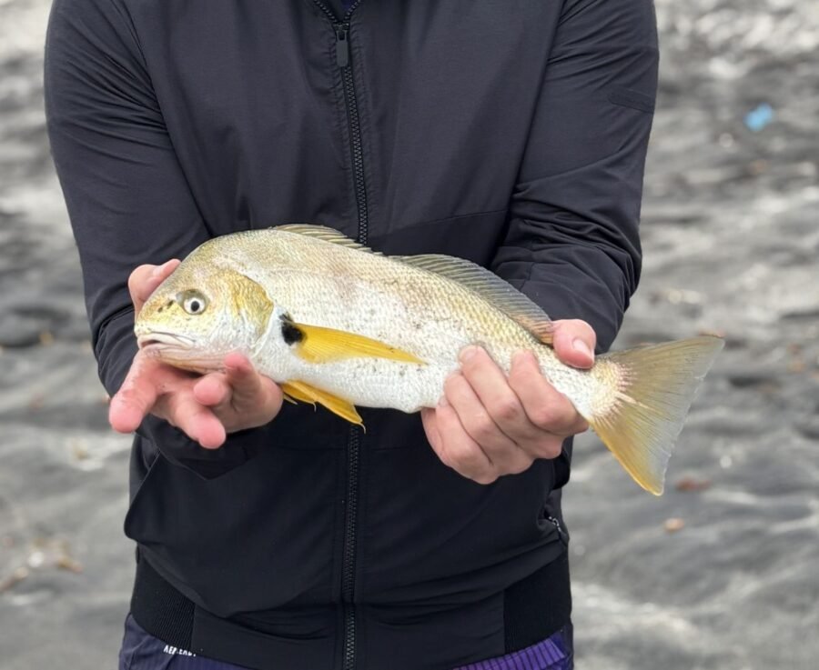 spotfin croaker - golden croaker - breeding colors