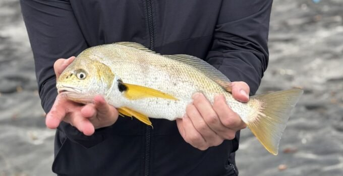 July surf fishing report - spotfin croaker