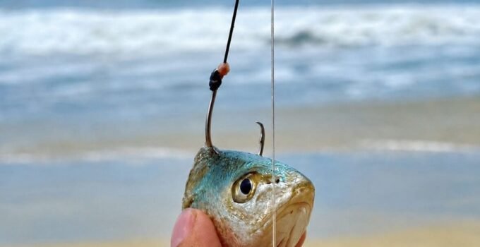 wire leader ban - california shark fishing