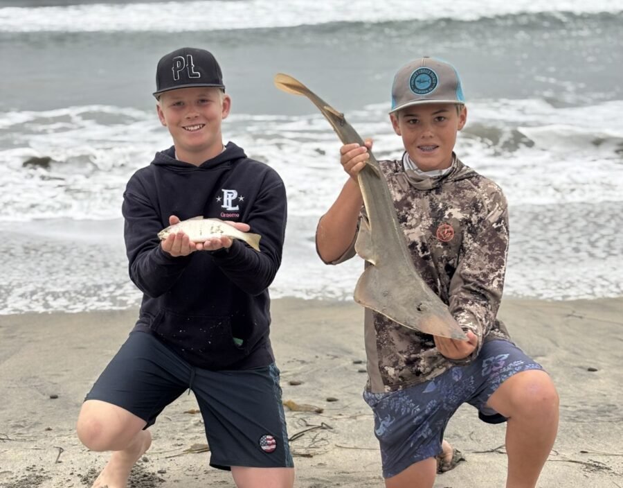 surf fishing report - croaker and guitarfish