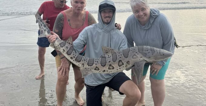 leopard shark fishing - surf fishing report