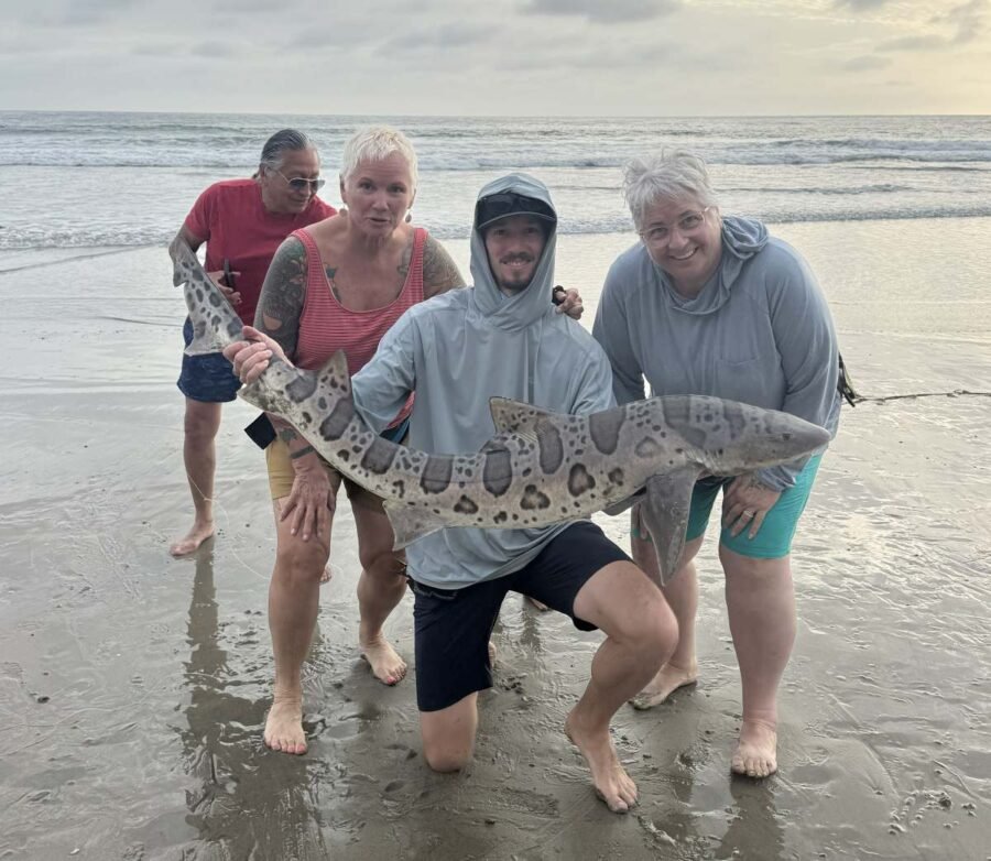 leopard shark fishing - surf fishing report