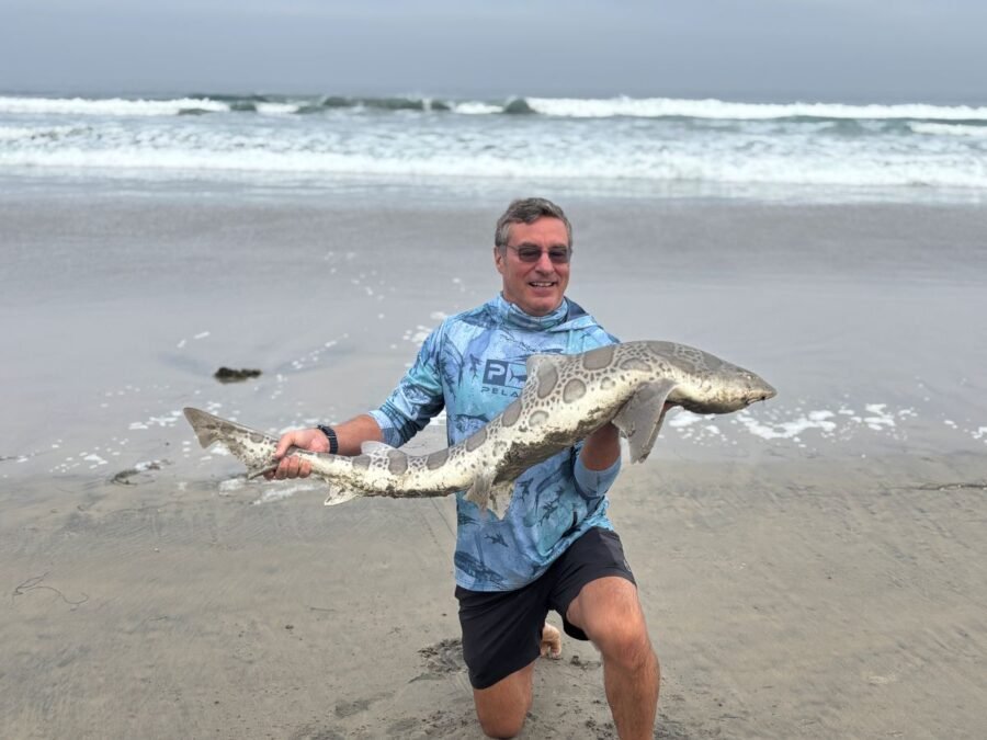 leopard shark surf fishing report