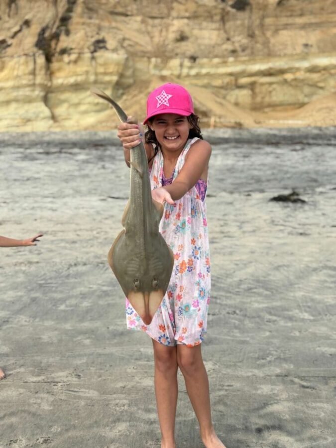shovelnose guitarfish