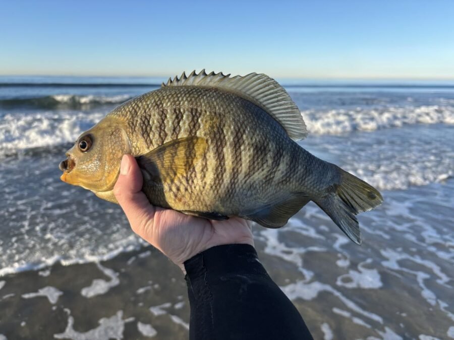 black surfperch caught during el nino san diego